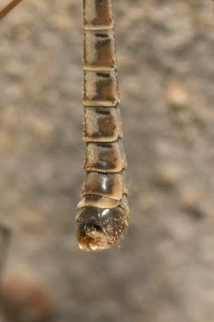 Tipula lateralis