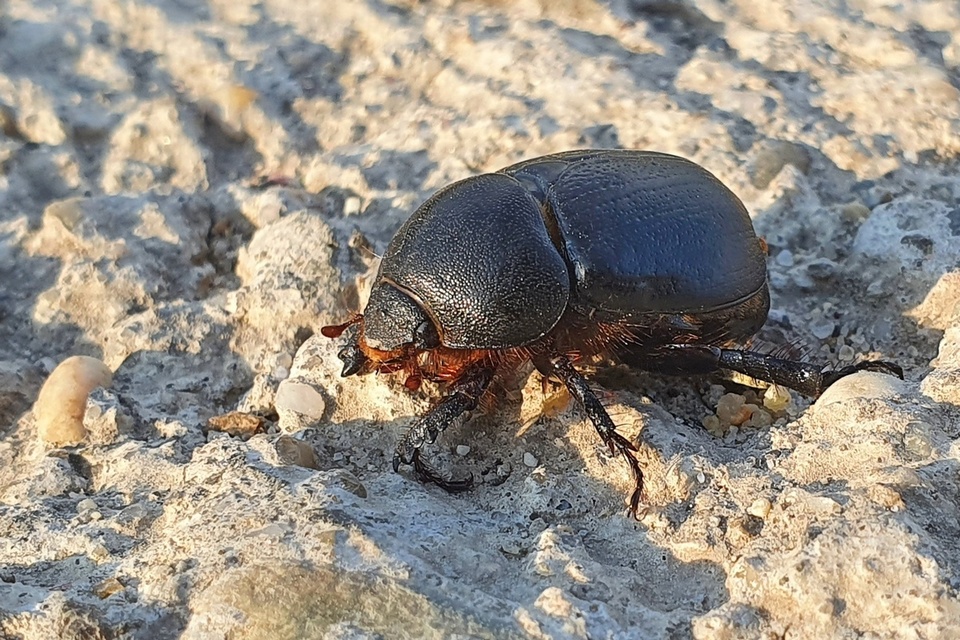 Pentodon idiota - butabogár