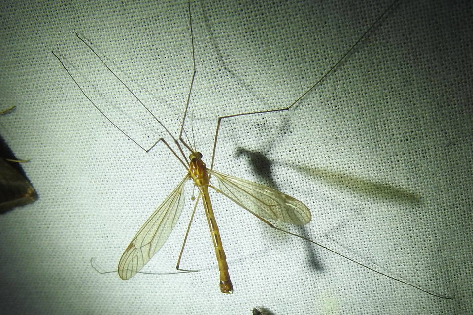 Tipula