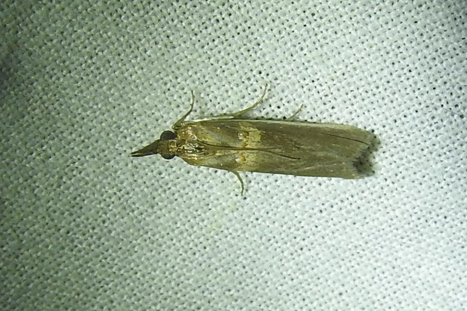 Etiella zinckenella - akácmoly