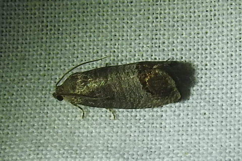 Cydia pomonella - almamoly
