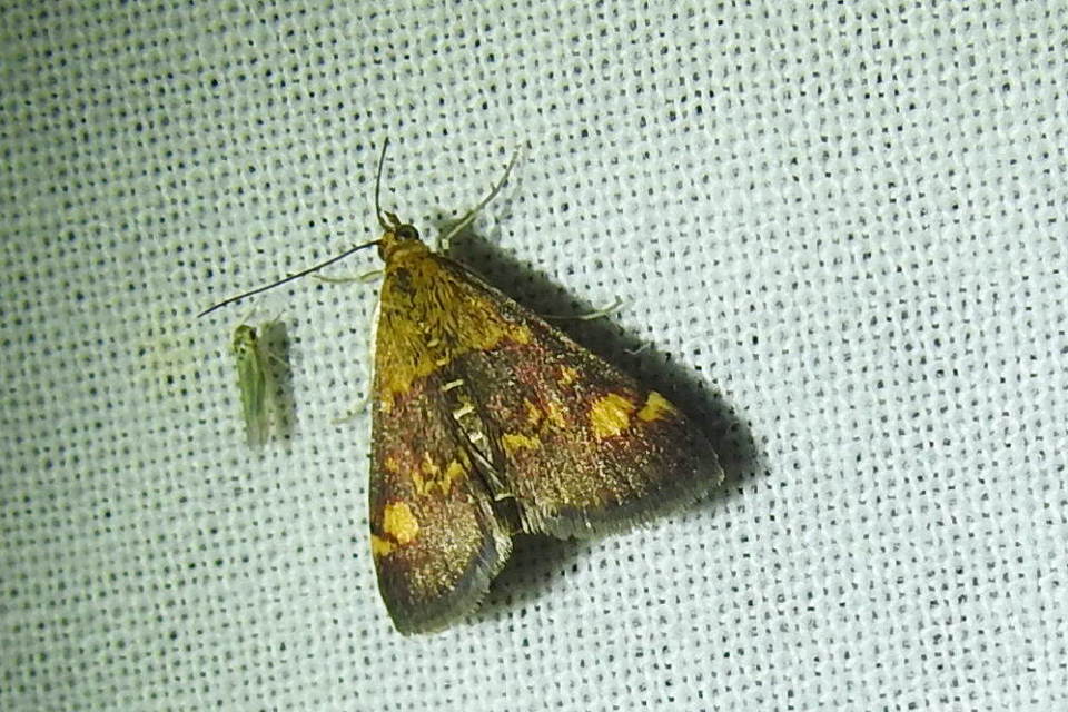 Pyrausta aurata - aranyló bíbormoly