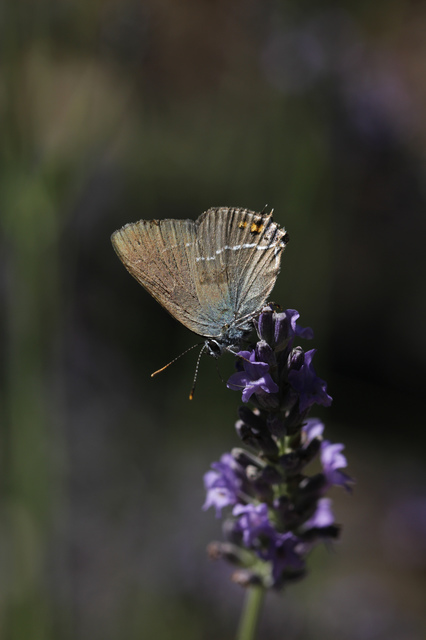 Satyrium spini - kökény-csücsköslepke
