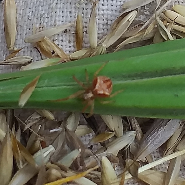 Araneus triguttatus/sturmi