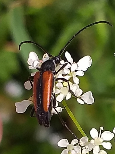 Stenurella melanura - feketevégű karcsúcincér