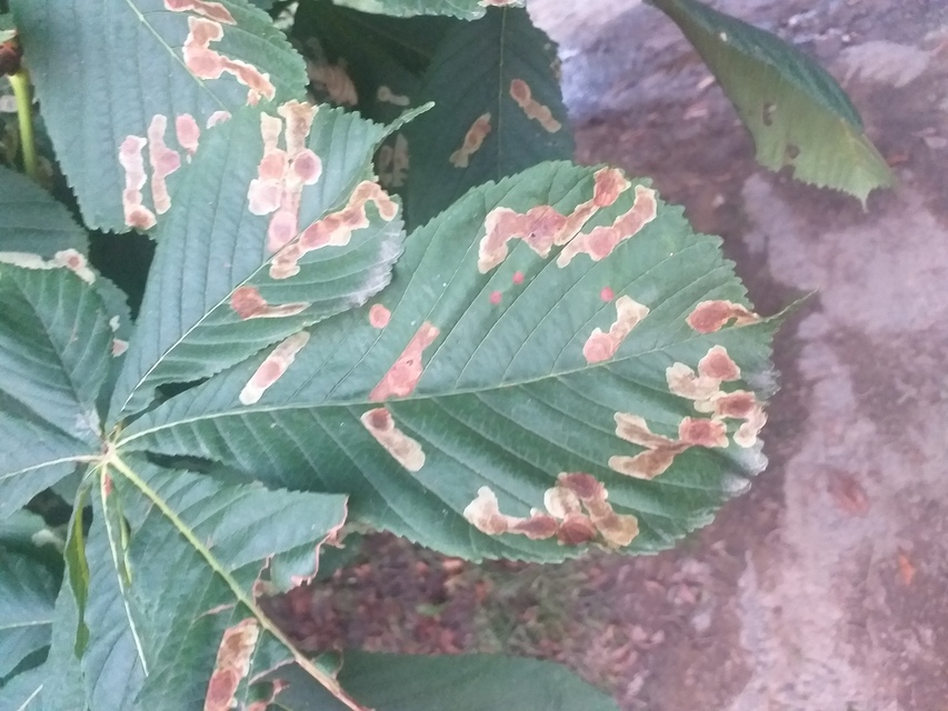 Cameraria ohridella - vadgesztenye-sátorosmoly