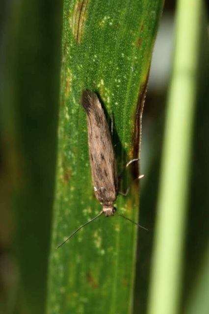 Scythris buszkoi - ördögcérna-zöldmoly