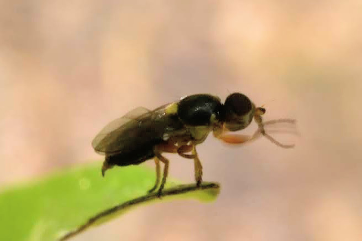 Cetema cereris