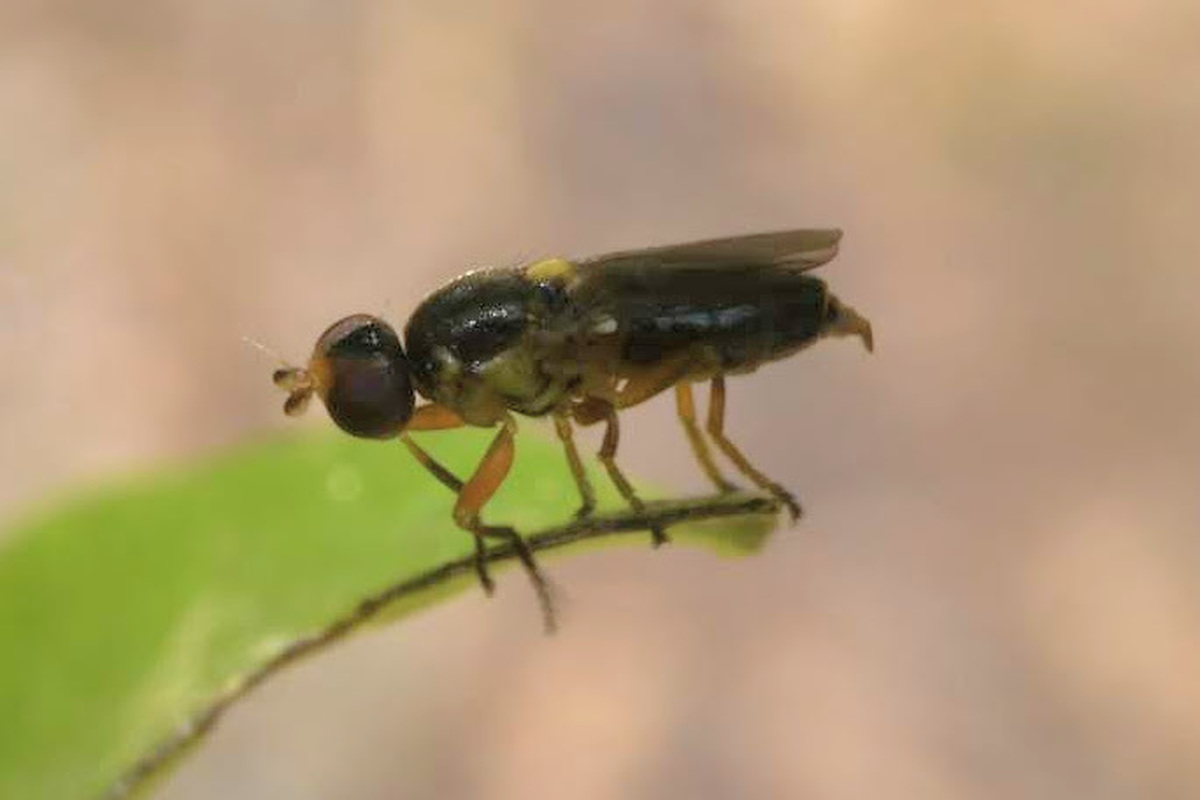 Cetema cereris