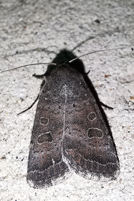 Hoplodrina blanda - sötét selymesbagoly