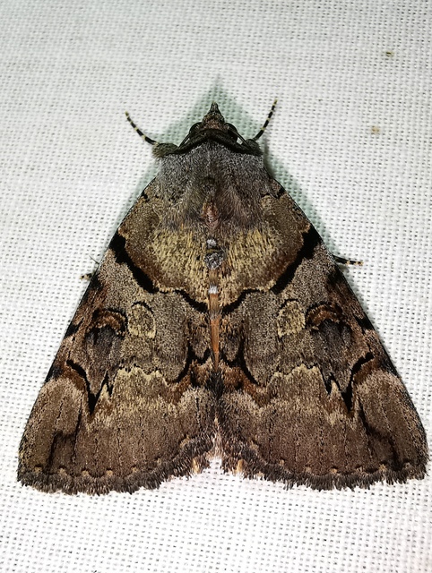 Catocala hymenaea - kökény-övesbagoly