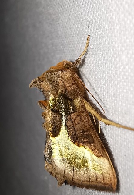 Diachrysia chrysitis/stenochrysis