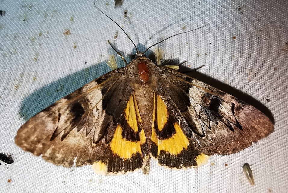 Catocala fulminea - galagonya-övesbagoly