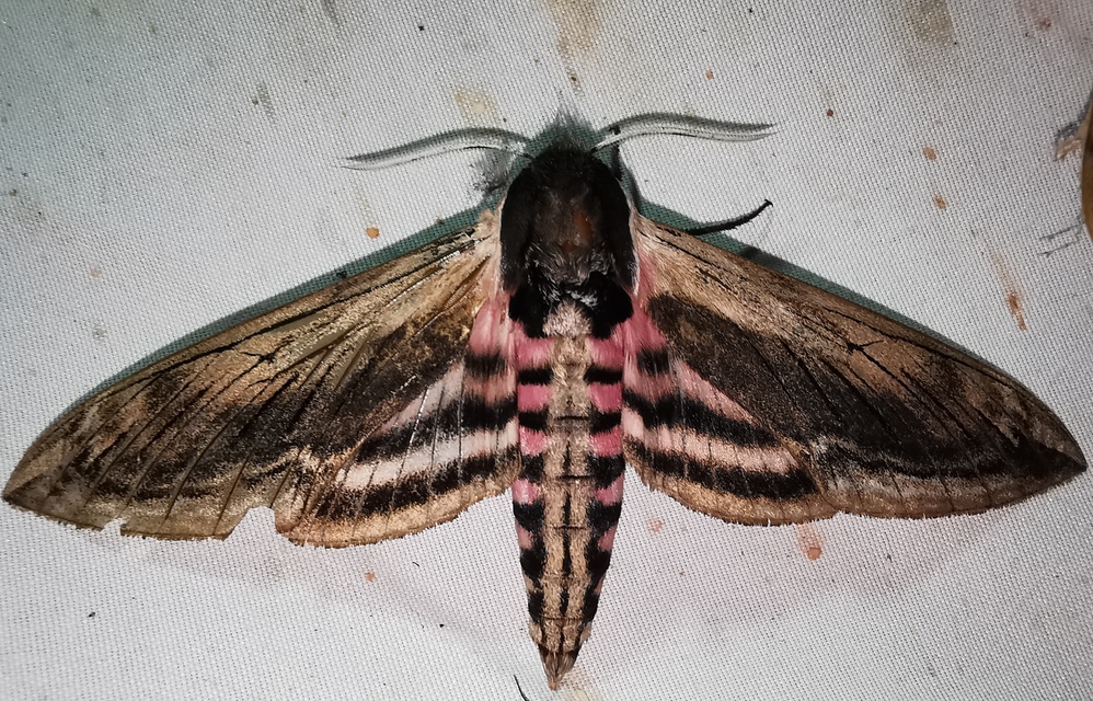 Sphinx ligustri - fagyalszender
