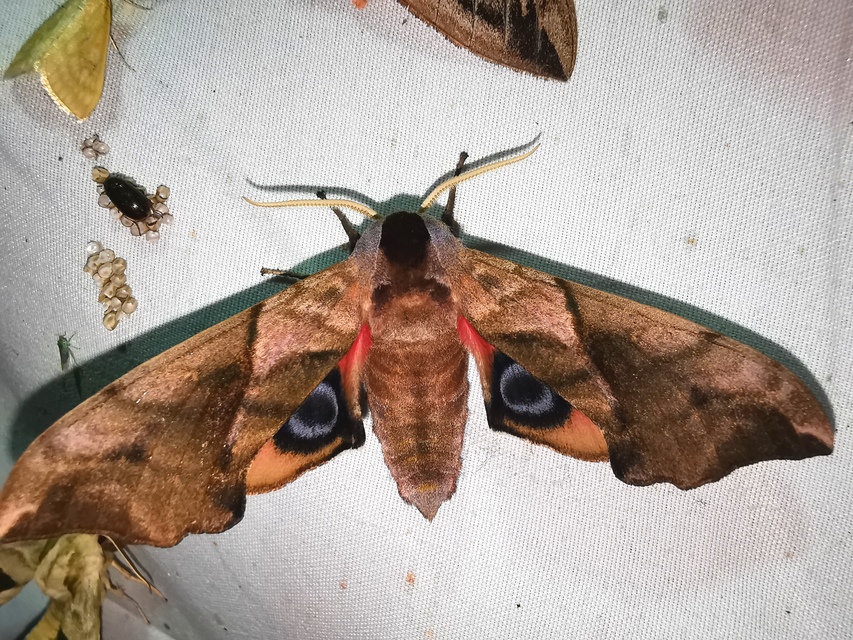 Smerinthus ocellatus - esti pávaszem