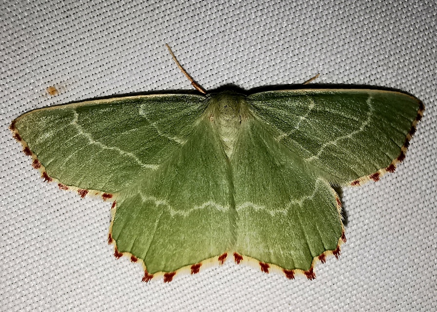 Thalera fimbrialis - csipkésszélű zöldaraszoló