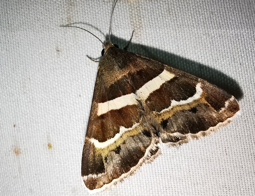 Prodotis stolida - tölgy-porcelánbagoly