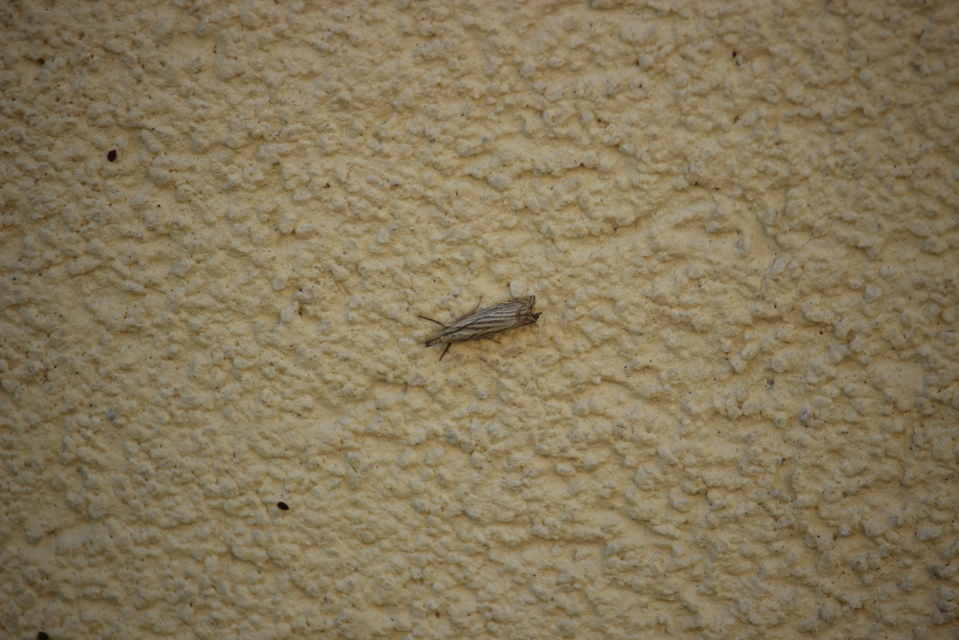 Chrysoteuchia culmella - kerti fűgyökérmoly