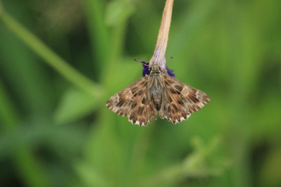 Carcharodus alceae - mályva-busalepke