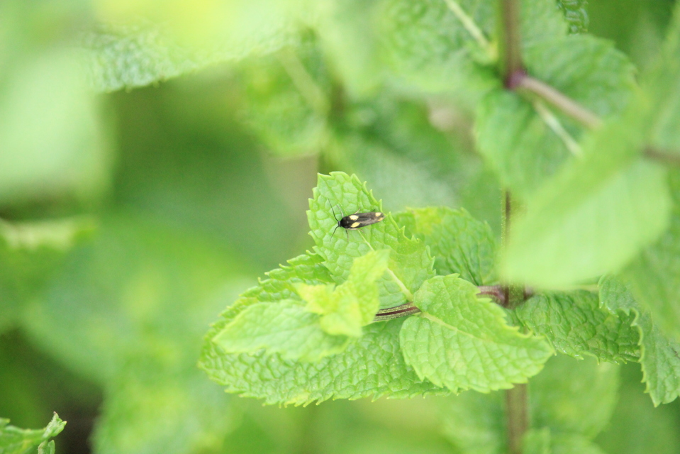 Scythris sinensis - aranyfarú zöldmoly