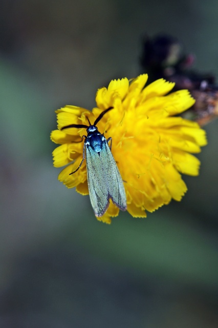 Procridinae