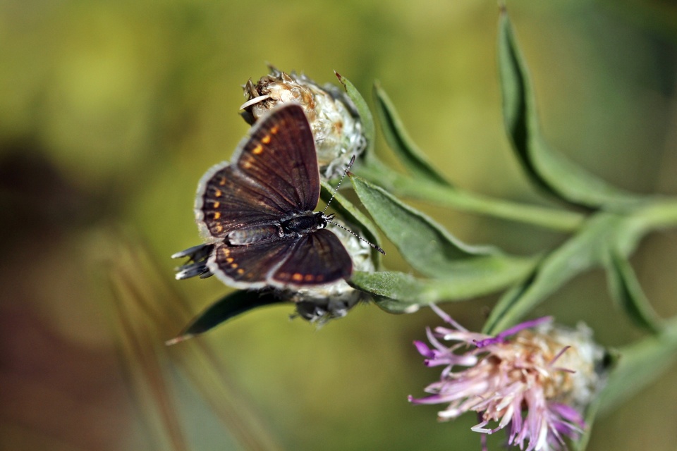 Polyommatus icarus - közönséges boglárka