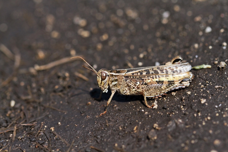 Calliptamus italicus - olaszsáska