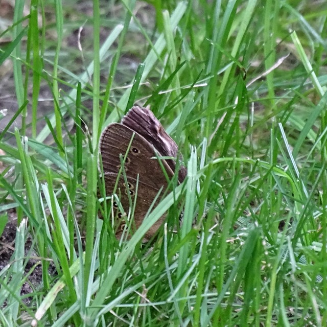 Aphantopus hyperanthus - közönséges ökörszemlepke