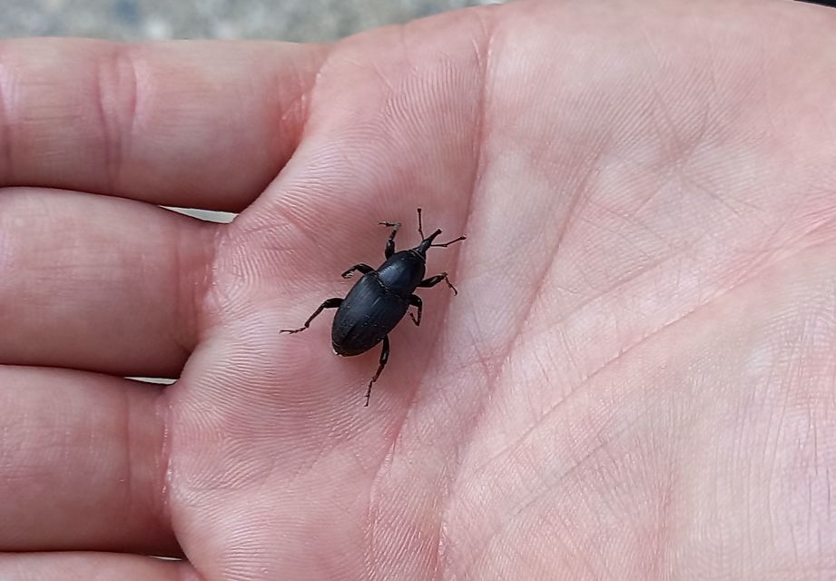 Sphenophorus abbreviatus - óriászsuzsok