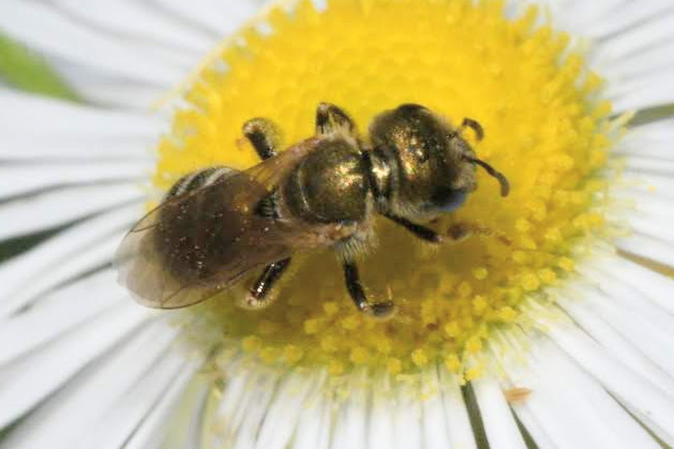 Halictus