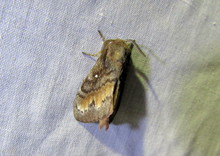 Dendrolimus pini - fenyőpohók