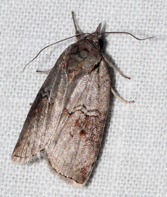 Nycteola asiatica - nyárfa-trapézbagoly