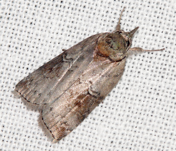 Nycteola asiatica - nyárfa-trapézbagoly