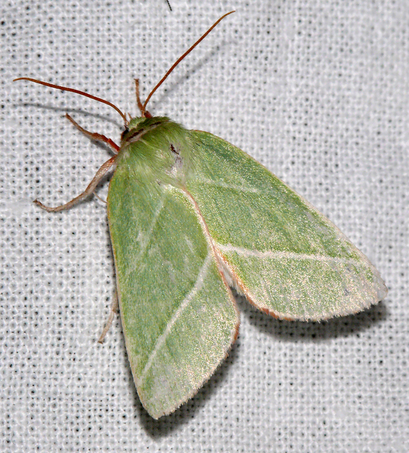 Pseudoips prasinana - bükkfa-zöldbagoly