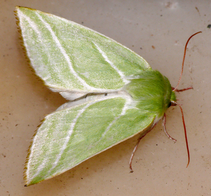 Pseudoips prasinana - bükkfa-zöldbagoly