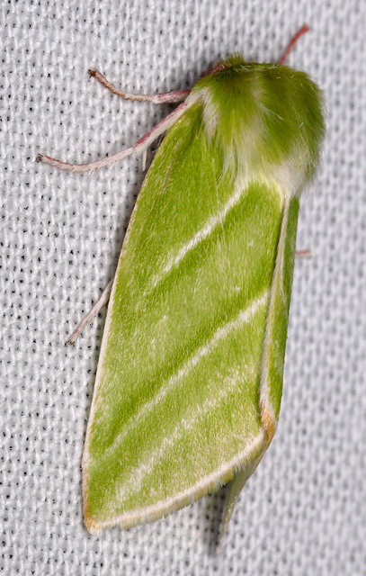 Pseudoips prasinana - bükkfa-zöldbagoly