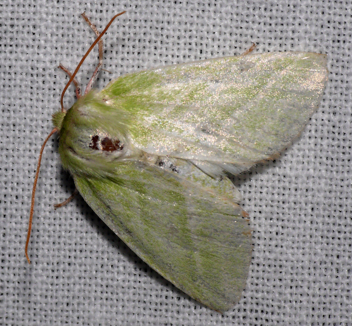 Pseudoips prasinana - bükkfa-zöldbagoly