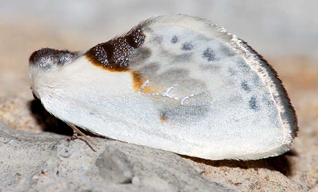 Cilix glaucata - törpe sarlósszövő