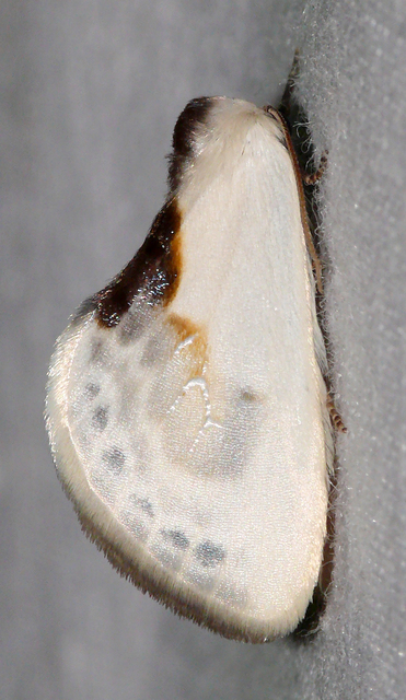Cilix glaucata - törpe sarlósszövő
