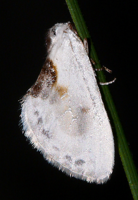 Cilix glaucata - törpe sarlósszövő