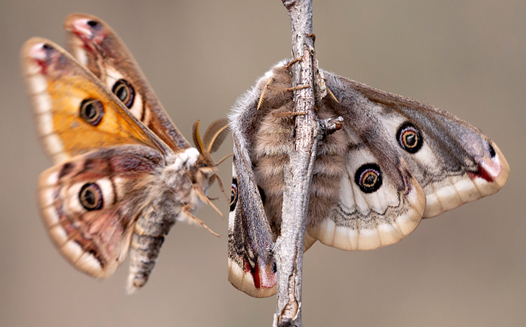 Saturnia pavoniella/pavonia