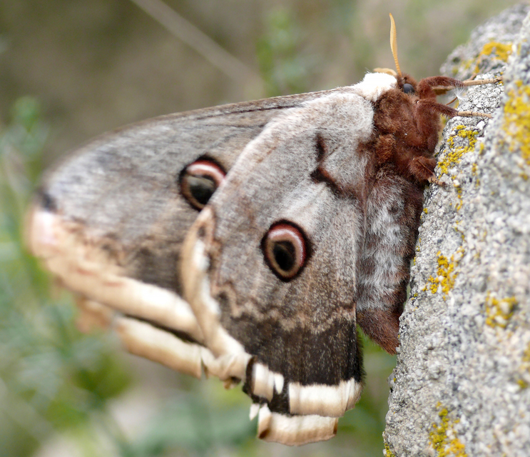Saturnia pyri - nagy pávaszem
