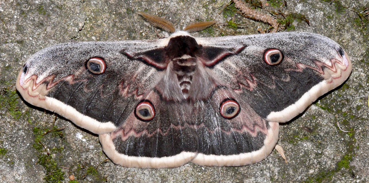Saturnia pyri - nagy pávaszem