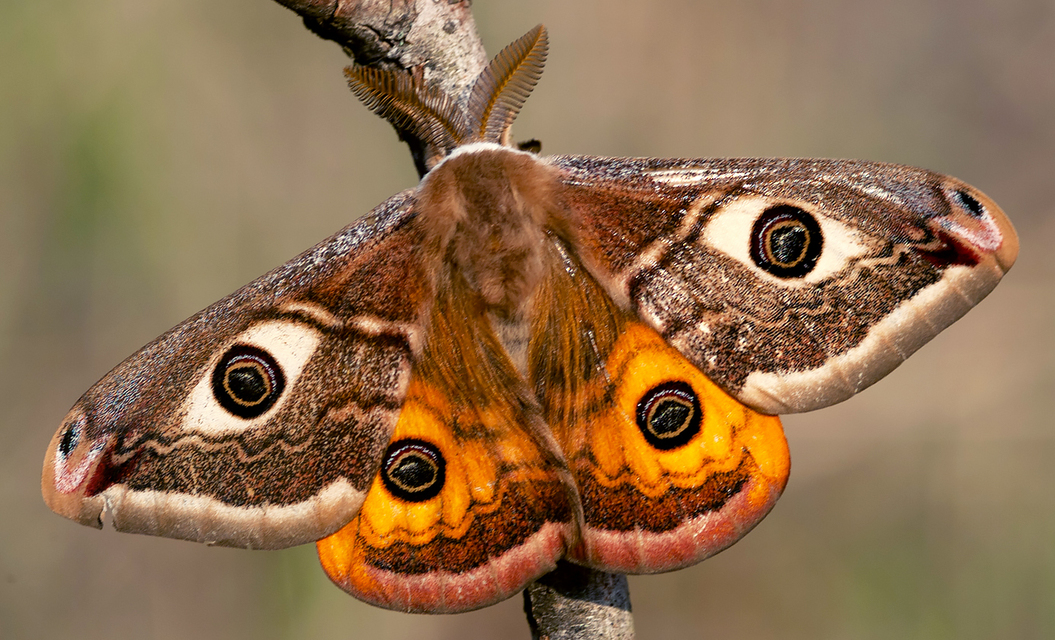 Saturnia pavoniella/pavonia