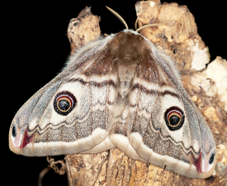Saturnia pavoniella/pavonia