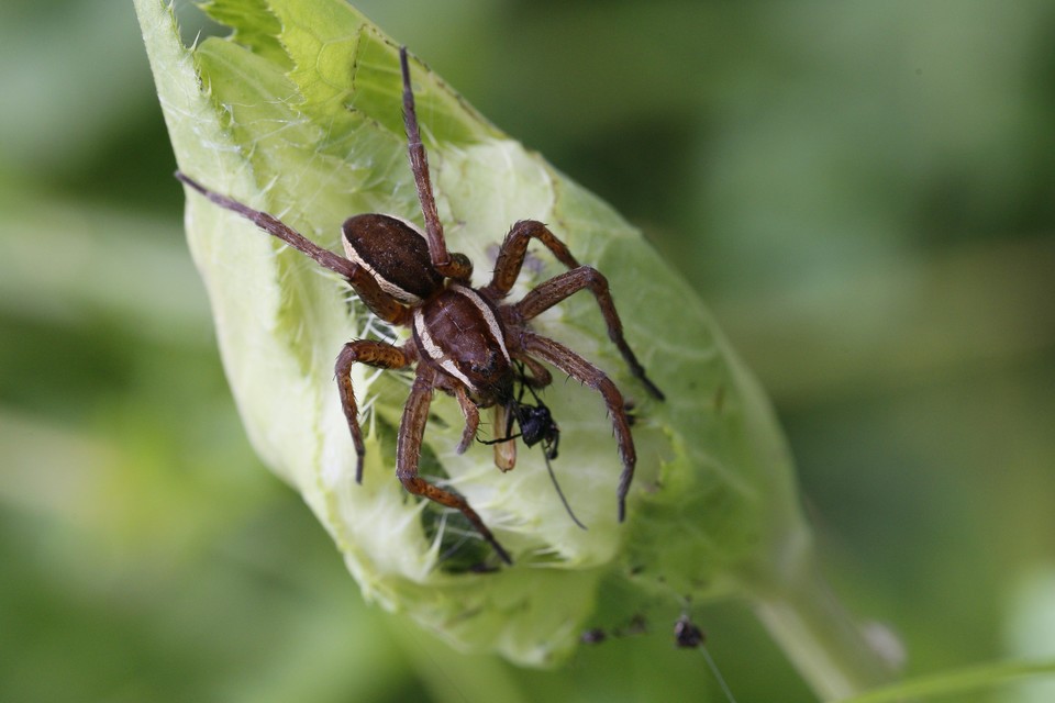 Dolomedes fimbriatus - szegélyes vidrapók