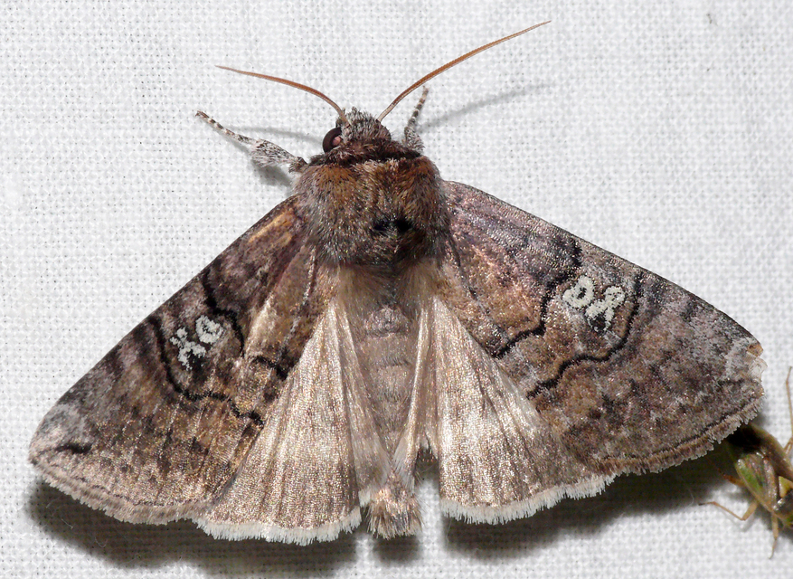 Tethea ocularis - pápaszemes pihésszövő