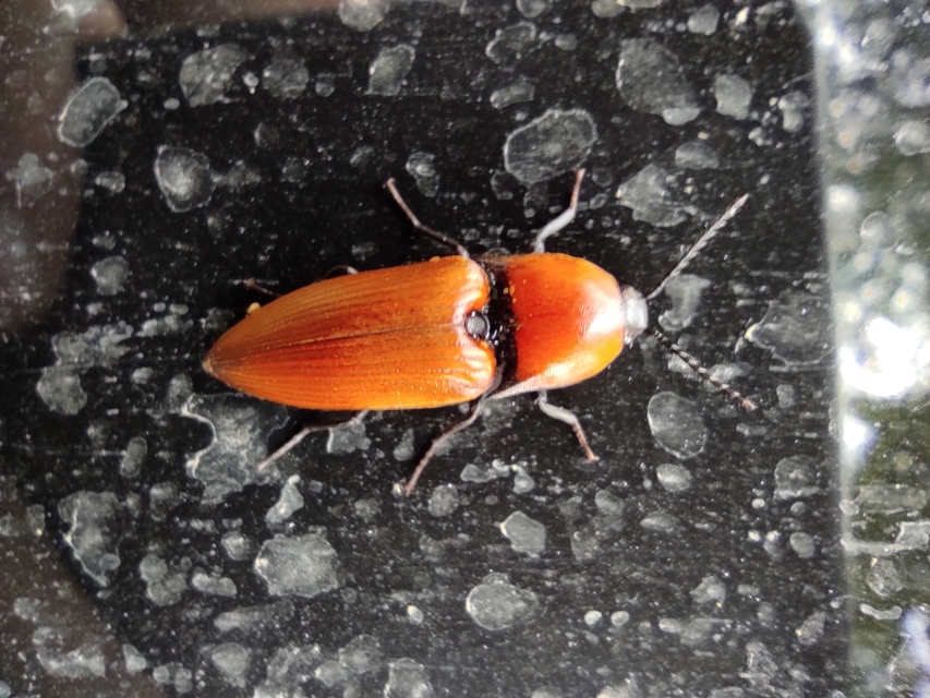 Elater ferrugineus - fűzfapattanó