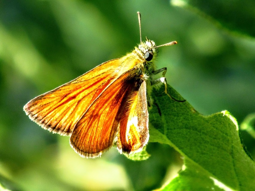 Thymelicus sylvestris - barna busalepke