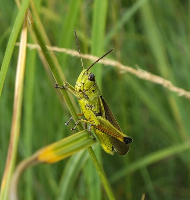Stethophyma grossum - tundrasáska